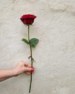Hop rose