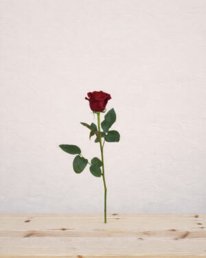 Farvelrose